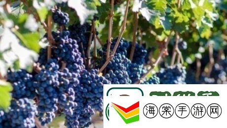 送去新疆数葡萄干是什么梗络用语